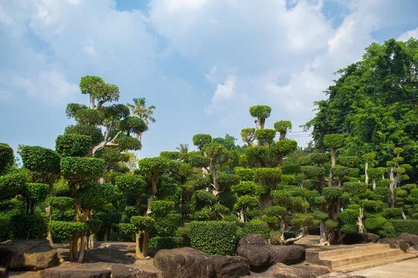 Nong Nooch Tropikalny Ogród Botaniczny Pattaya Tajlandia Pochmurny Dzień — Zdjęcie stockowe