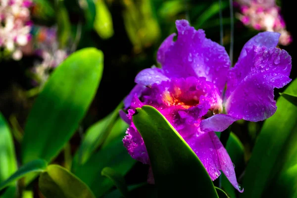 Flor de la orquídea de cattleya fotos de stock, imágenes de Flor de la  orquídea de cattleya sin royalties - Página 5 | Depositphotos