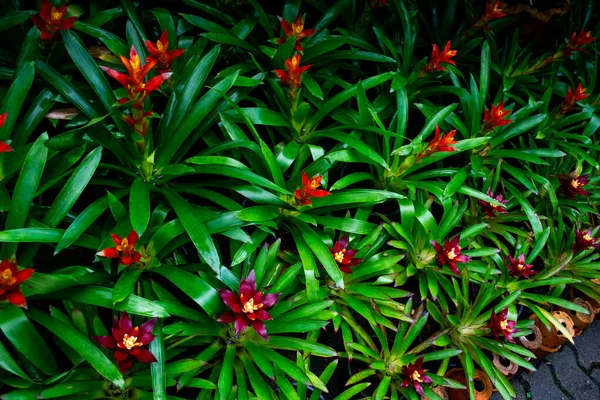 Гусмания Блоссом Красивое Цветущее Экзотическое Эпифитическое Растение Стоковое Изображение