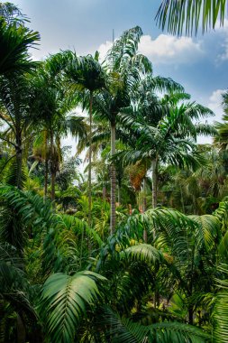 Nong Nooch Tropik Botanik Bahçesi, Pattaya, Tayland Bulutlu bir günde.