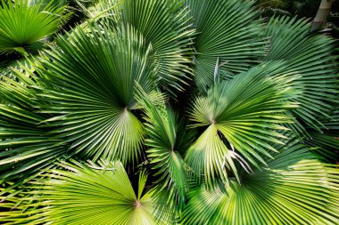 Palmiye ağacı arka planı. Ağacın üst dokusu. Yeşil yapraklar egzotik yaz geçmişi.