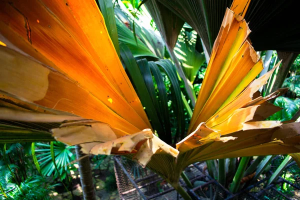 Palme Hintergrund Baumkronentextur Grüne Blätter Exotischen Sommer Hintergrund — Stockfoto