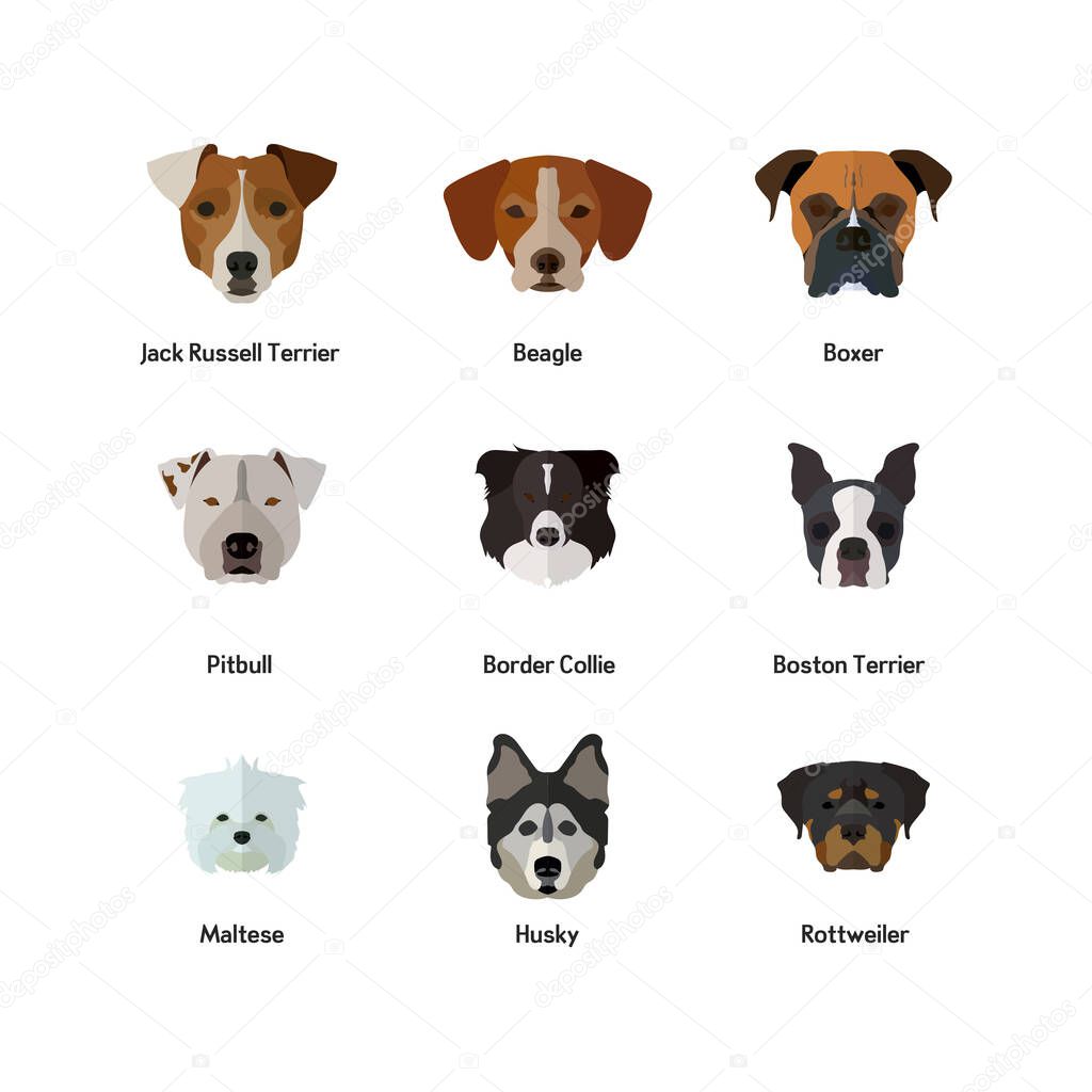 Dog Icon In Flat style ( Rottweiler, Husky, Maltese, Boston Terrier, Border Collie, Pitbull, Boxer, Beagle, Jack Russell Terrier )