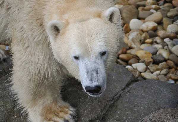 Бурий ведмідь ссавців тварин — стокове фото