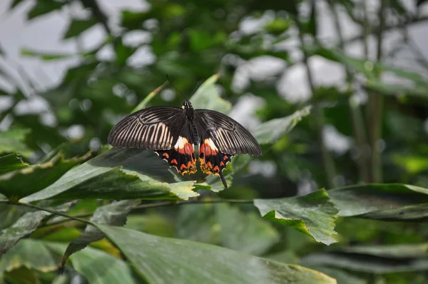 Insecte papillon animal — Photo