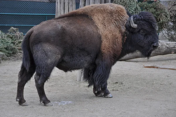 Amerikaanse bizon zoogdier dier — Stockfoto