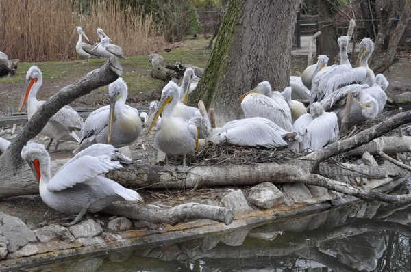 Pélican oiseau animal — Photo