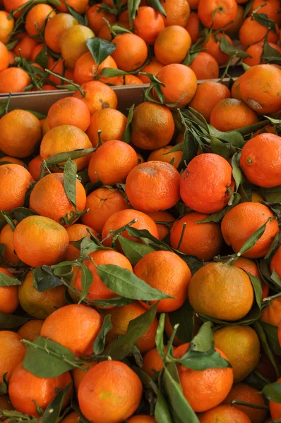 Orange tangerine frukt — Stockfoto