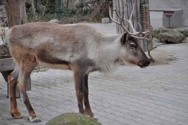 Rehsäugetier — Stockfoto