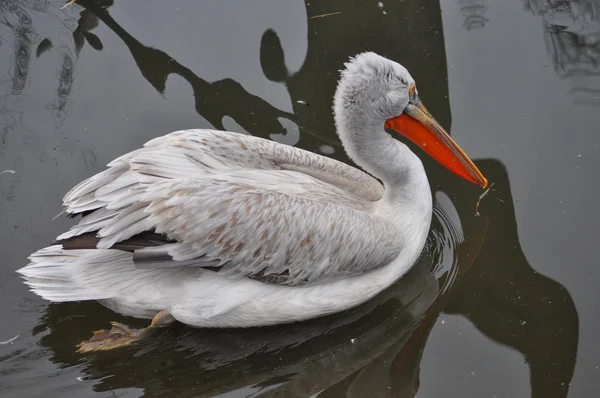 Pelican bird animal — Stock Photo, Image