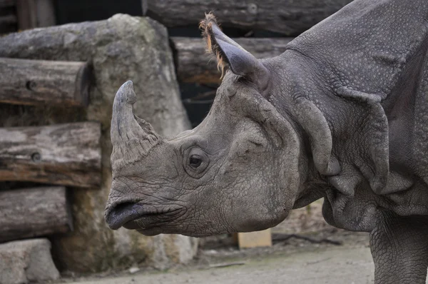 Rinoceronte mamífero animal — Fotografia de Stock