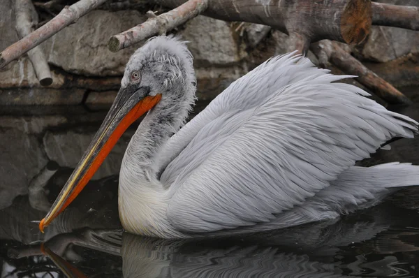 Pelican bird animal — Stock Photo, Image