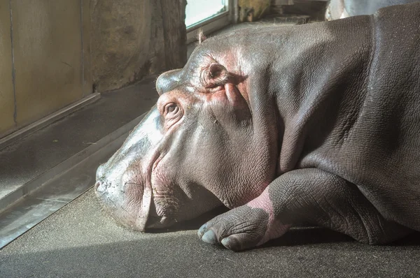 Mamífero do hipopótamo animal — Fotografia de Stock