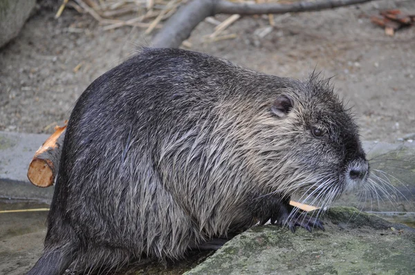 Aka Nutria emlős állat nutria — Stock Fotó