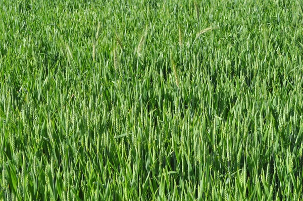 Поле зелені зерна — стокове фото