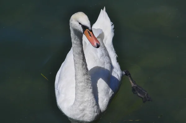 Swan bird animal — Stock Photo, Image