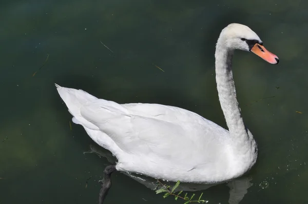 Kuğu kuş hayvan — Stok fotoğraf