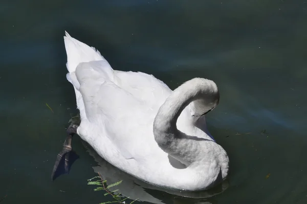 Cisne animal de aves —  Fotos de Stock