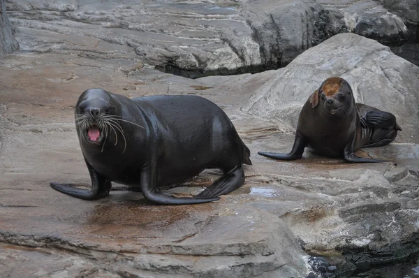 Otary mammal animal — Stock Photo, Image