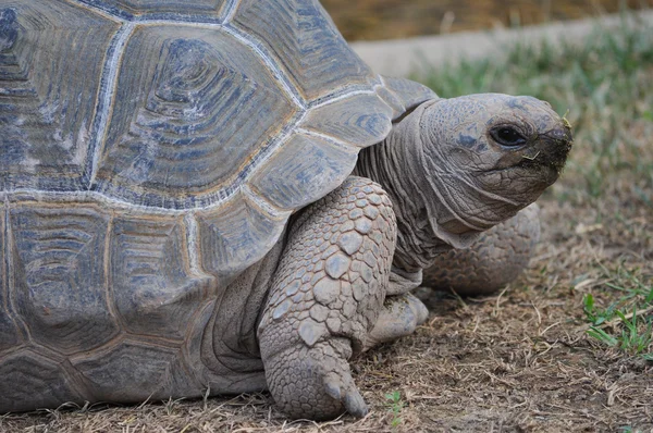 Aldabra tortuga gigante reptil animal — Foto de Stock