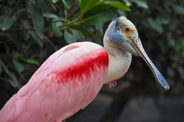 Großer Flamingo-Vogel — Stockfoto