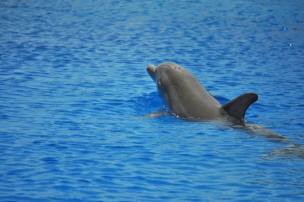 Дельфін ссавців тварин — стокове фото