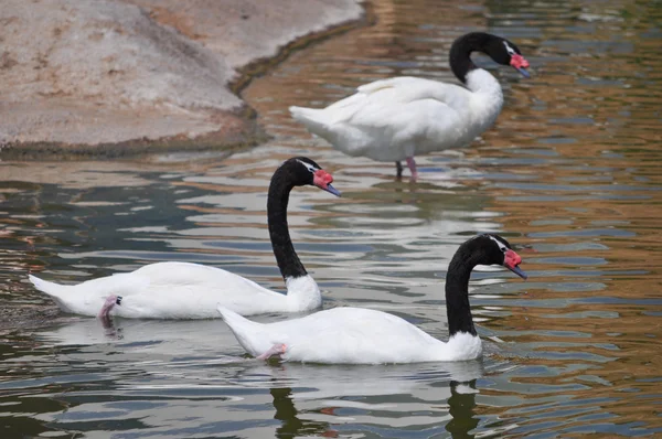 Black necked swan bird animal — Stock Photo, Image