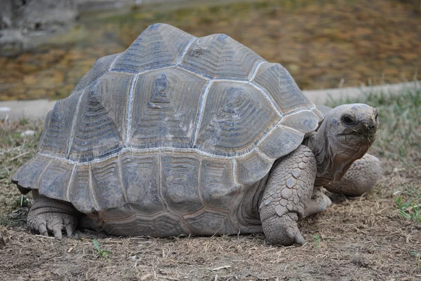 Aldabra tortuga gigante reptil animal — Foto de Stock
