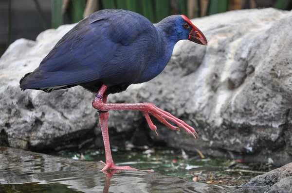 Western swamphen bird animal — Stock Photo, Image