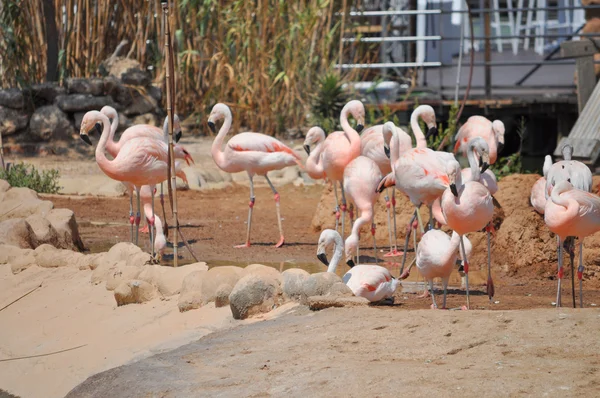 Großer Flamingo-Vogel — Stockfoto