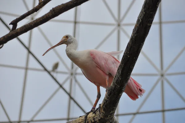 Grand oiseau Flamant rose — Photo