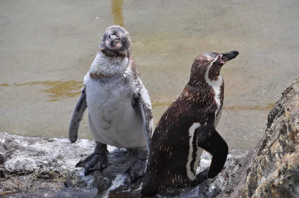 Pingüino africano (Spheniscus demersus) animal de aves —  Fotos de Stock