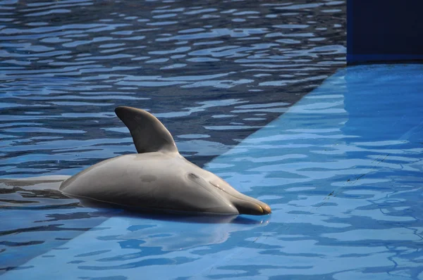 Animales mamíferos delfines —  Fotos de Stock