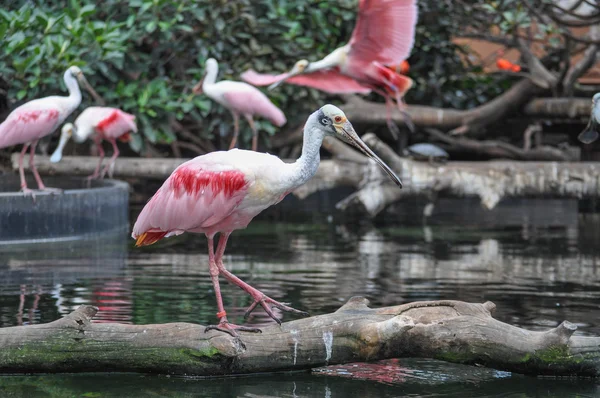 Gran Flamingo animal de aves — Foto de Stock