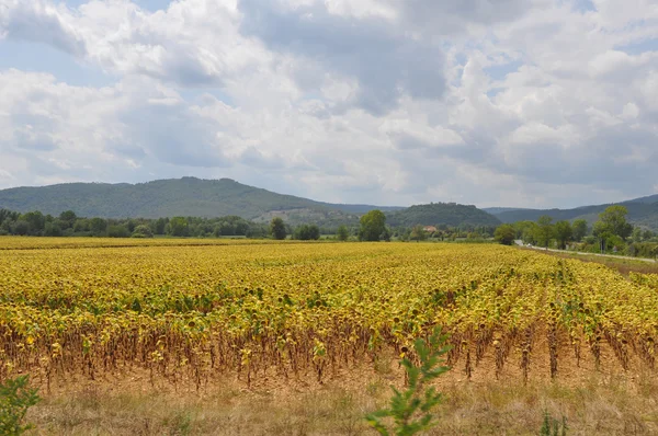 Gele bloem van de zonnebloem — Stockfoto