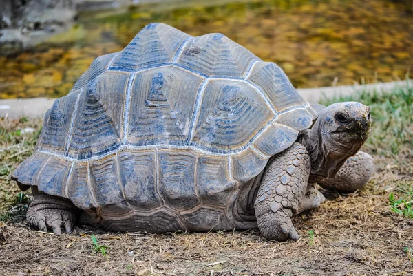 HDR Aldabra tortuga gigante reptil animal — Foto de Stock