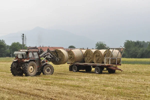 Turín Italia Circa Mayo 2020 Carga Tractores Alrededor Fardos Heno — Foto de Stock