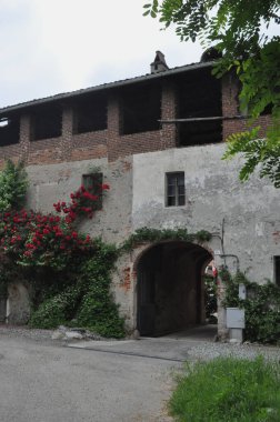 gül çok yıllık çalılık bitkisi (bilimsel adı Rosa) Eski duvarda kırmızı çiçek