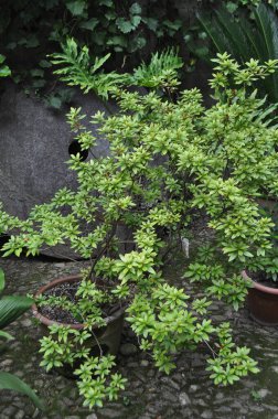 Yeşillik doğal bir arkaplan olarak kullanışlıdır