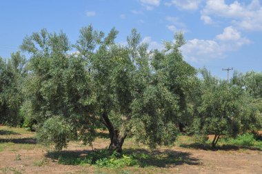 Yunanistan 'ın Chalkidiki kentinde zeytin ağaçları (Olea europaea)