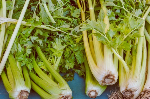 Selderij plantaardige — Stockfoto