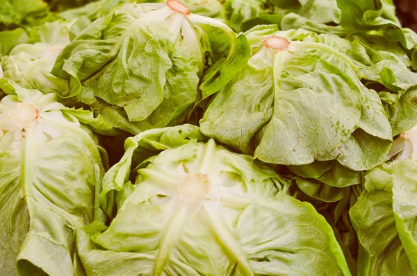 Grünes Salatgemüse — Stockfoto