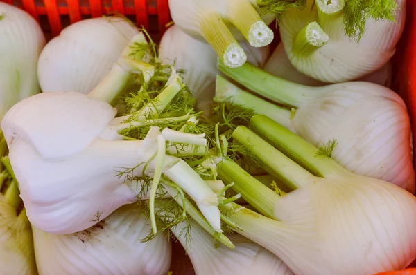 Fennel vegetable — Stock Photo, Image