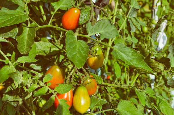 Tomate —  Fotos de Stock