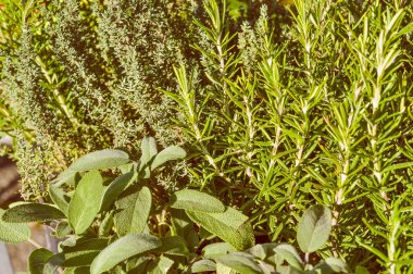 adaçayı ve biberiye bitki