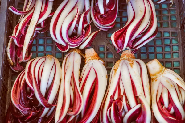 Grön sallad grönsaker — Stockfoto