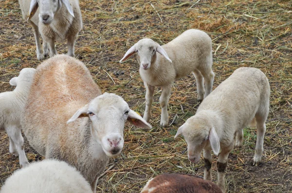 Πρόβατα ζώο — Φωτογραφία Αρχείου