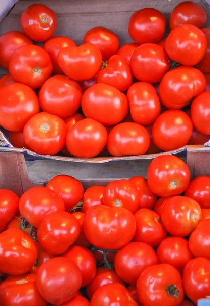 Legumbre de tomate —  Fotos de Stock