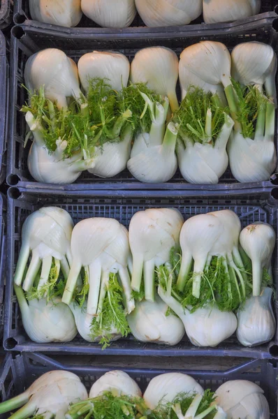 茴香菜 — 图库照片