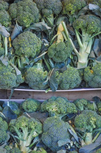 Broccoli vegetabiliska — Stockfoto